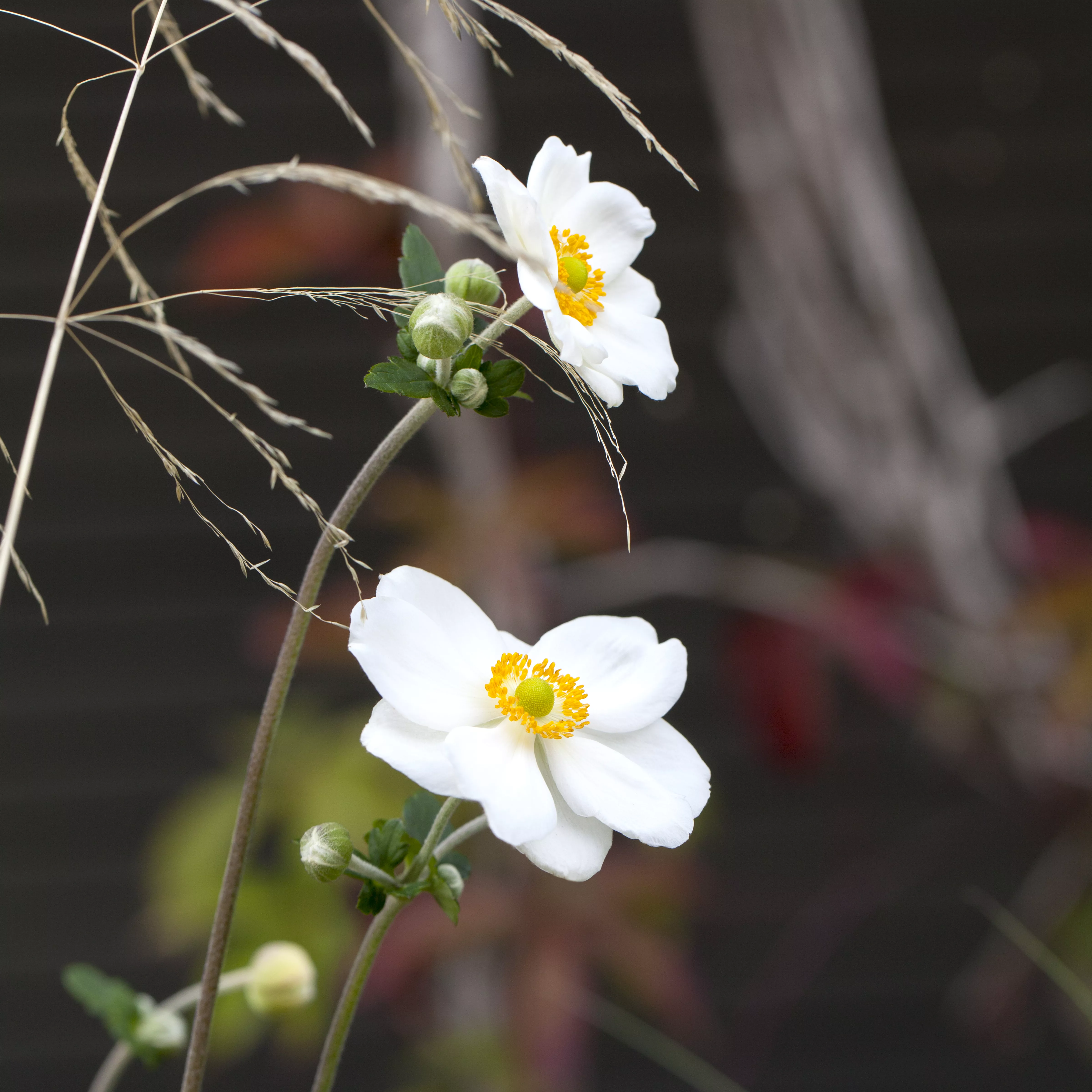 Anemone japonica 'Honorine Jobert'
