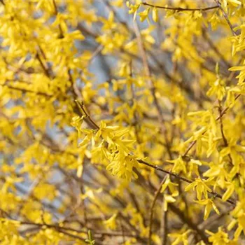 Forsythie – der goldene Frühlingsbote