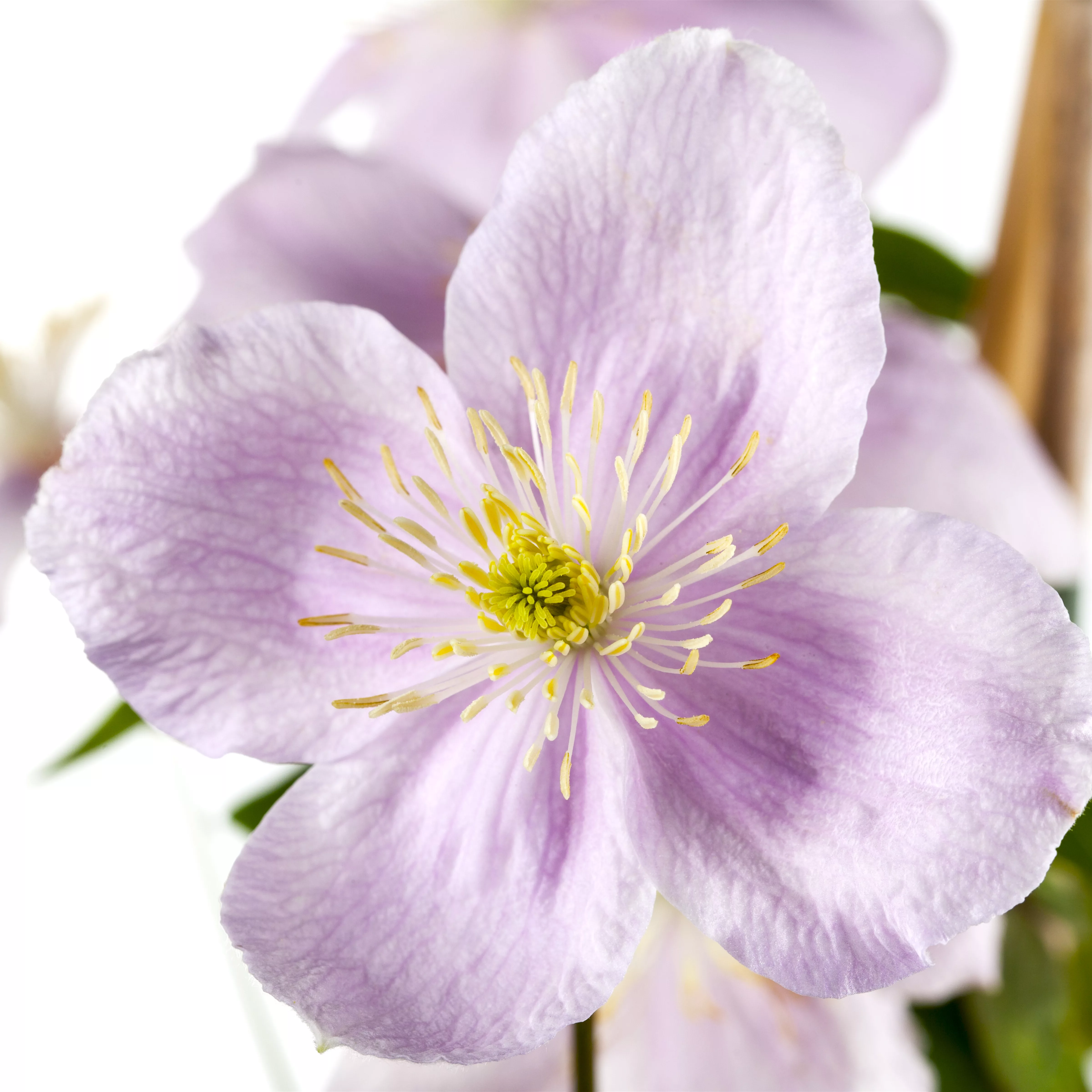 Clematis richtig schneiden Pflanzenhof Plum