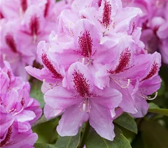 Rhododendron Hybr.'Furnivall's Daughter' III