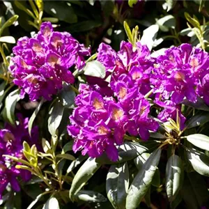 Rhododendron Hybr.&#39;INKAHRO Marcel Menard&#39; III