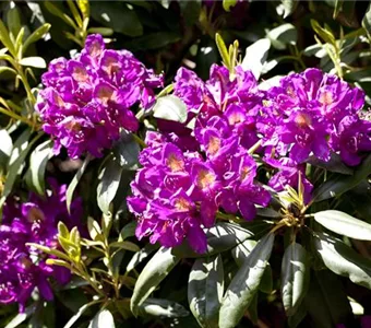 Rhododendron Hybr.'INKAHRO Marcel Menard' III