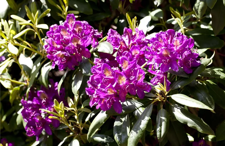 Rhododendron Hybr.'INKAHRO Marcel Menard' III