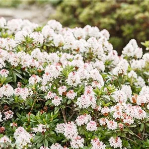 Rhododendron micranthum &#39;Bloombux&#39; -R-