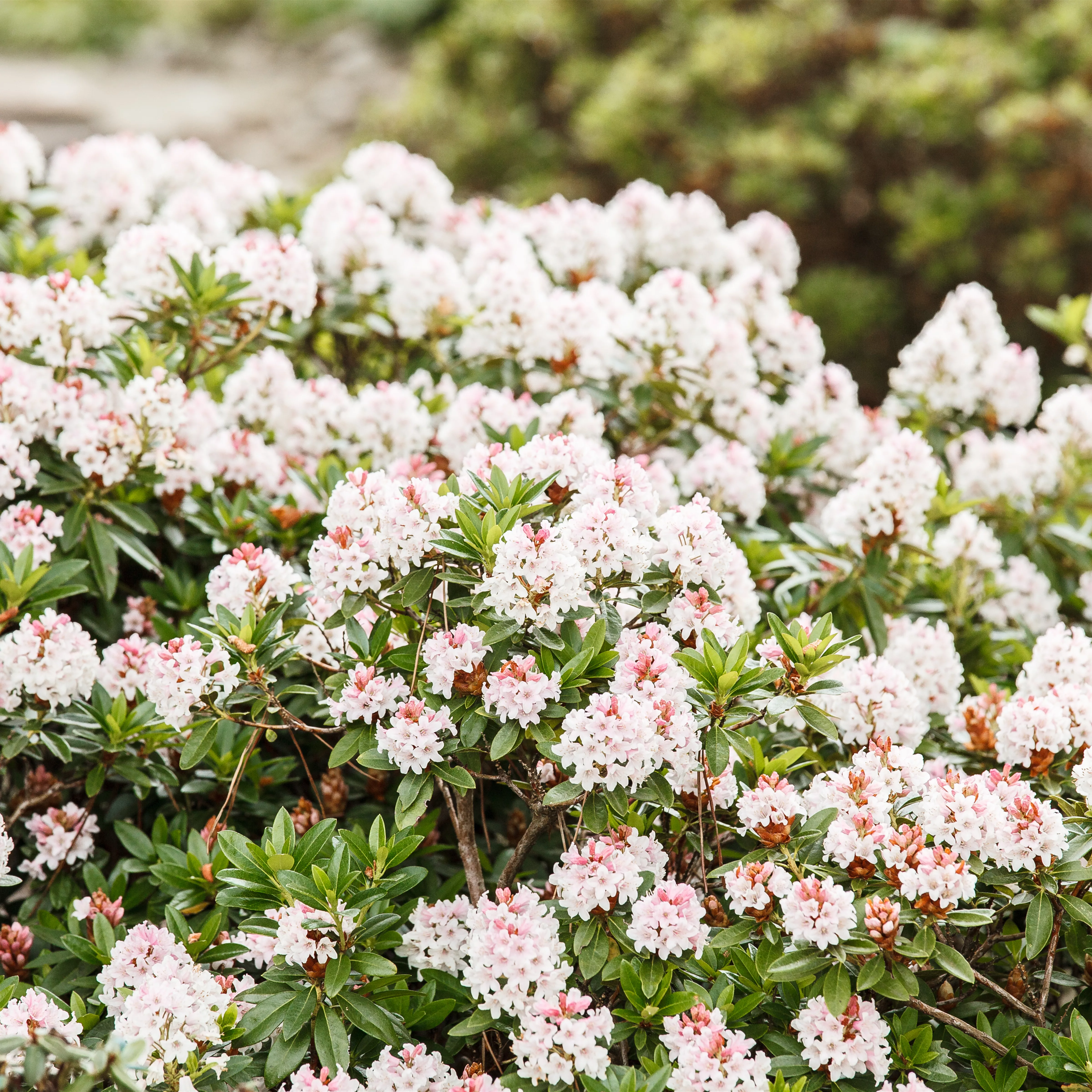 Rhododendron micranthum 'Bloombux' -R-