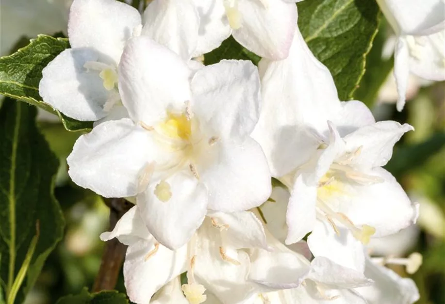 Weigela 'Snowflake', Weigelie 'Snowflake' Pflanzenhof Plum