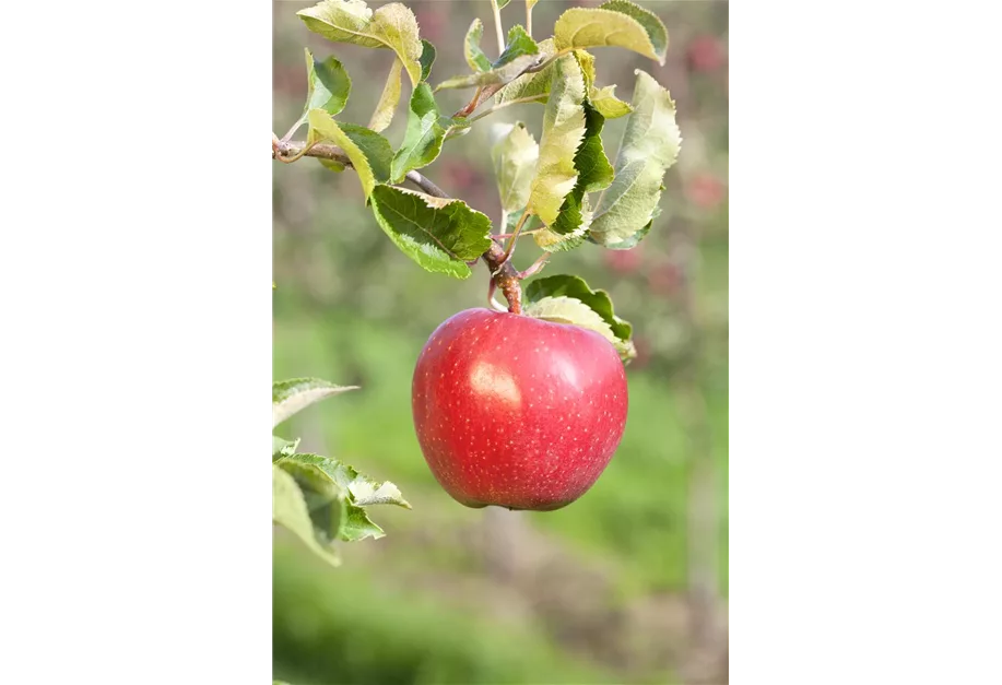 Apfel 'Alkmene' mittel