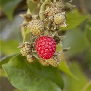 Rubus id.&#39;Autumn Bliss&#39; -S- CAC II