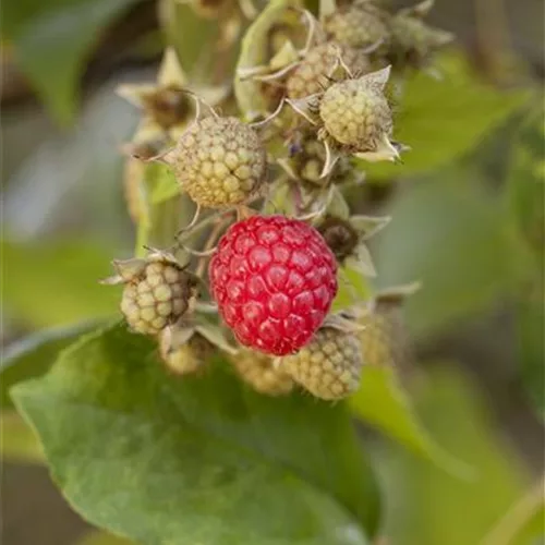 Rubus id.'Autumn Bliss' -S- CAC II