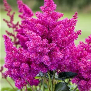 Astilbe x arendsii &#39;Younique Lilac&#39;