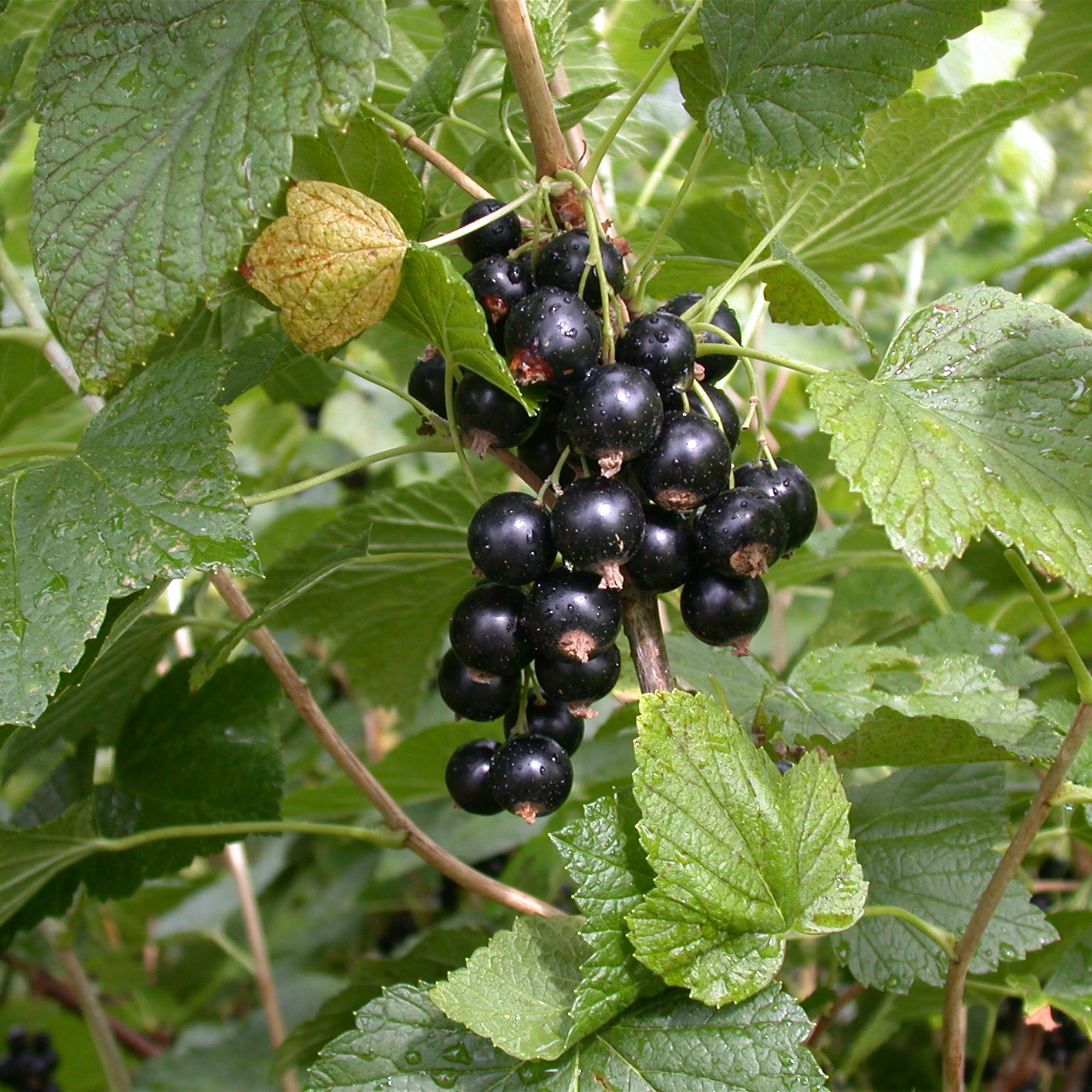 Ribes nigrum 'Titania' -S- CAC II