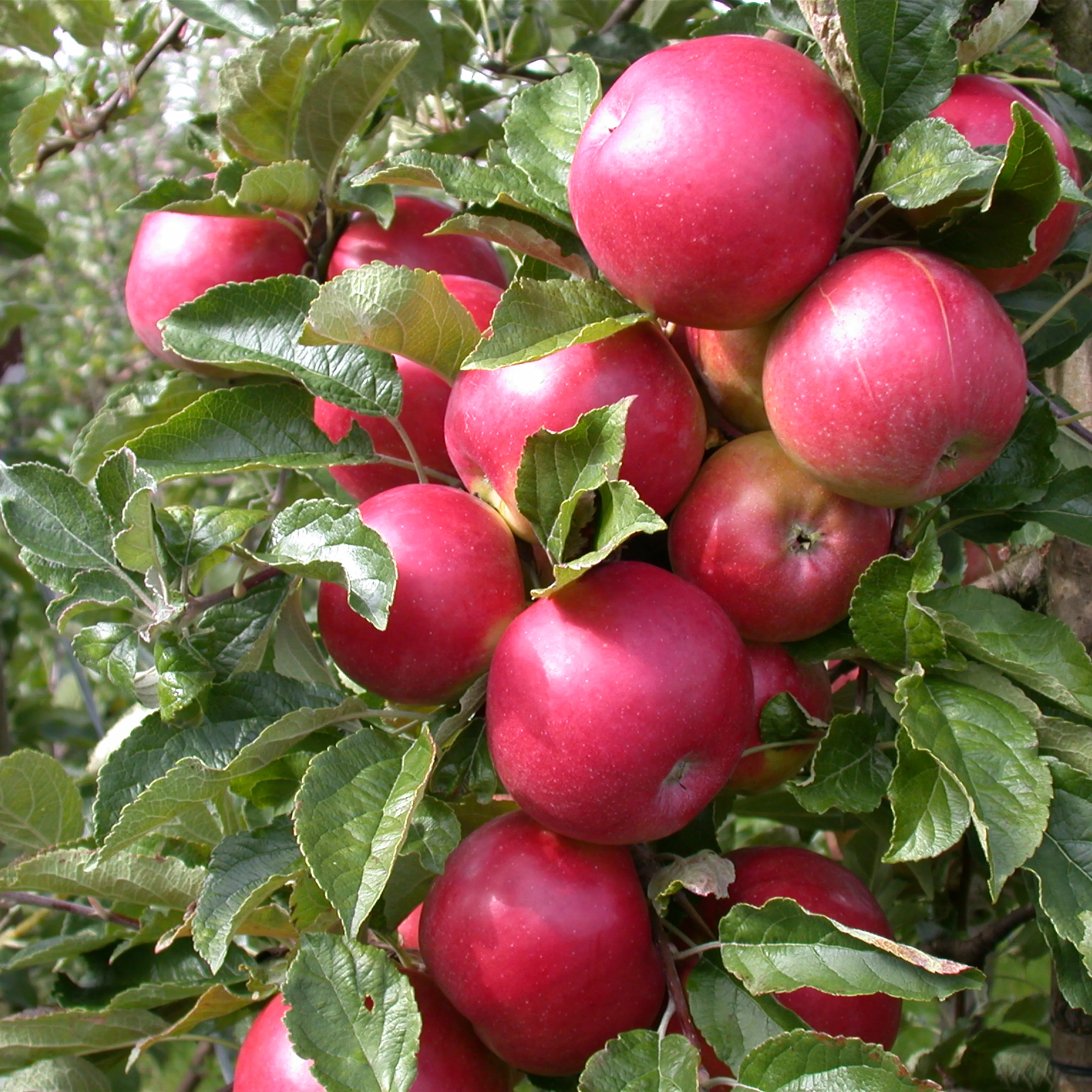 Sommerschnitt für Obstbäume Pflanzenhof Plum