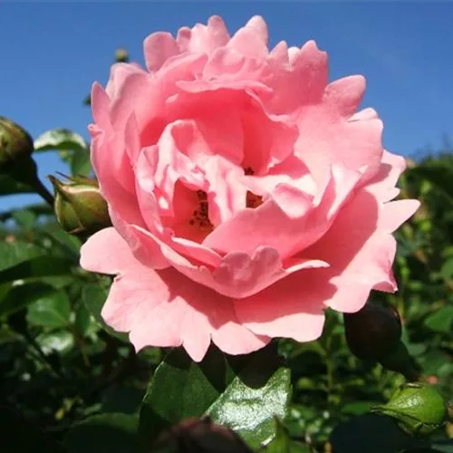 Rosa 'Sommerwind' -R- BDR III
