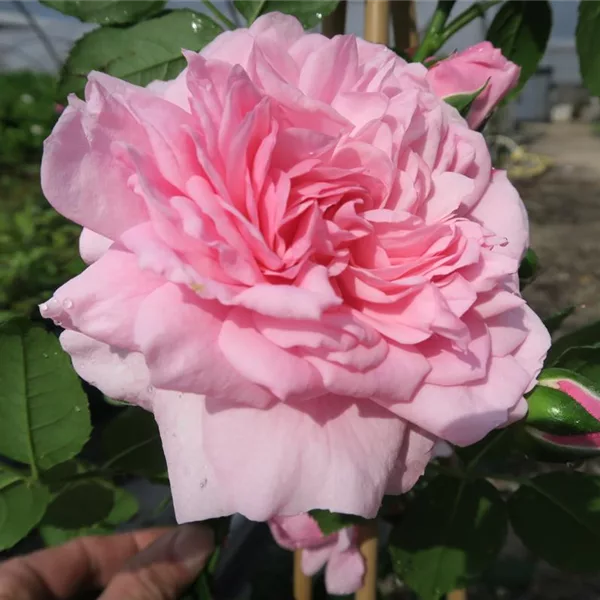 Rosa 'Sweet Laguna' -R- KL VI