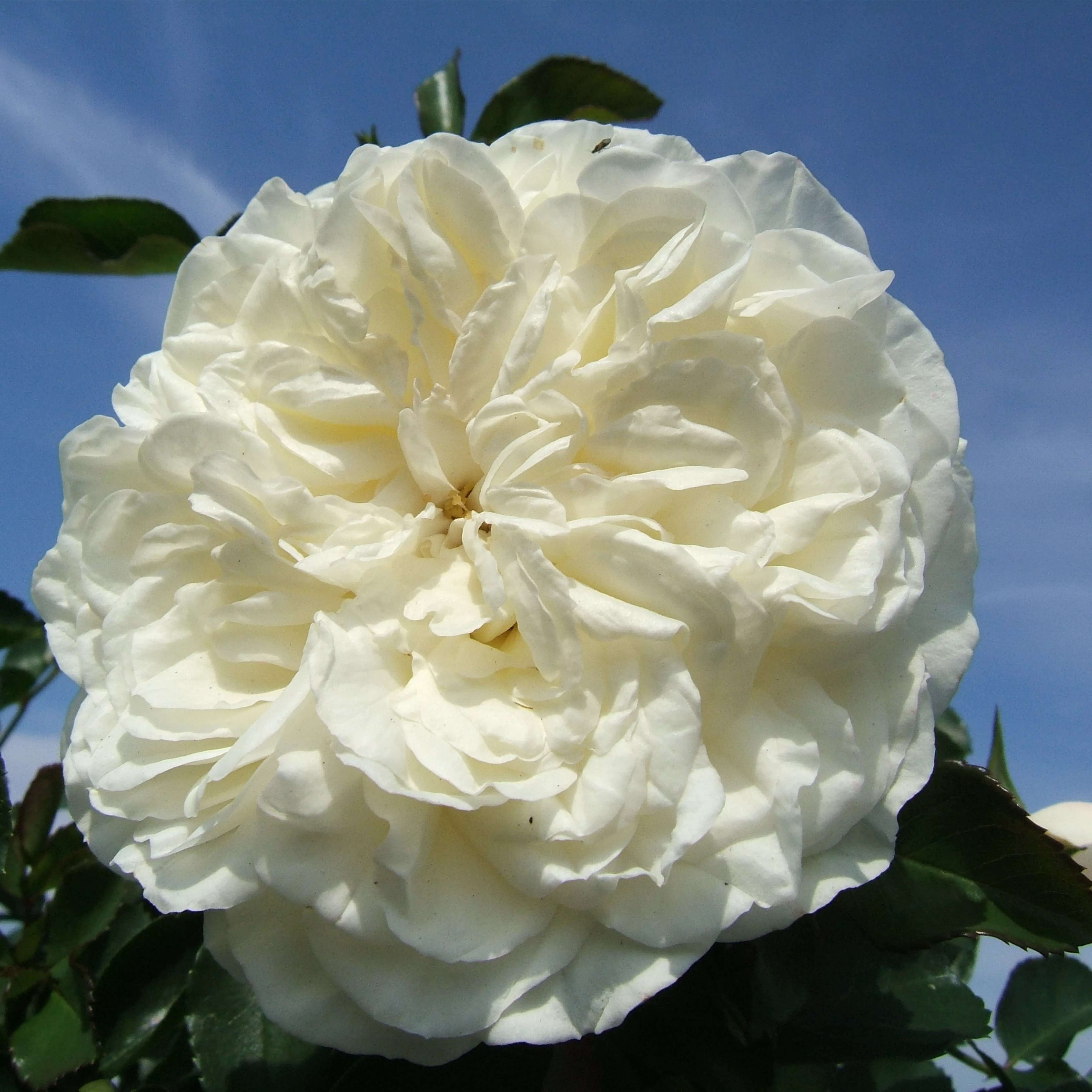 Rosa 'White Meidiland' -R- BDR III