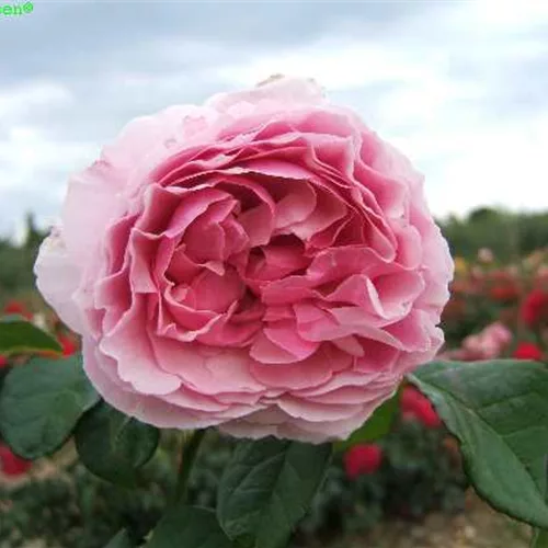 Rosa 'Gartenträume' -R- BT VI