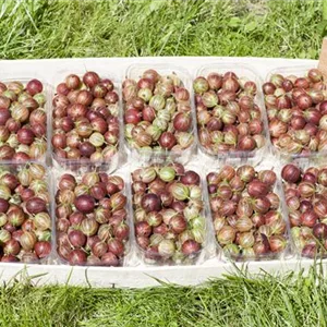Ribes uva-crispa &#39;Redeva&#39; -S- CAC II