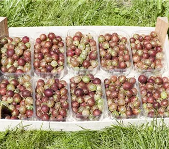 Ribes uva-crispa 'Redeva' -S- CAC II