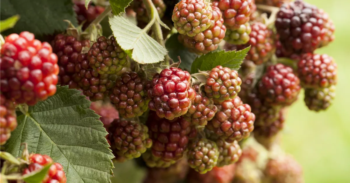 Rubus frut.'Black Cascade' S, Brombeere 'Black Cascade' S