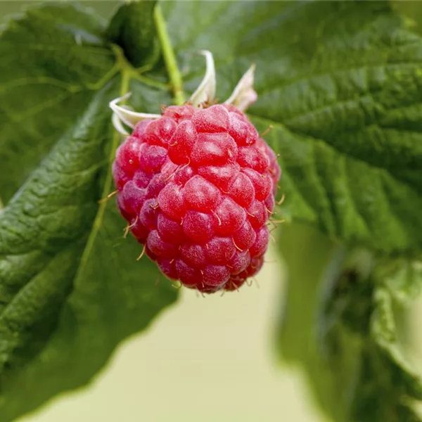 Rubus id.'Summer Lovers Patio Red' -S-