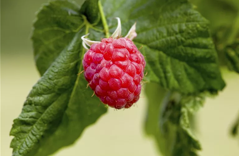 Rubus id.'Summer Lovers Patio Red' -S-