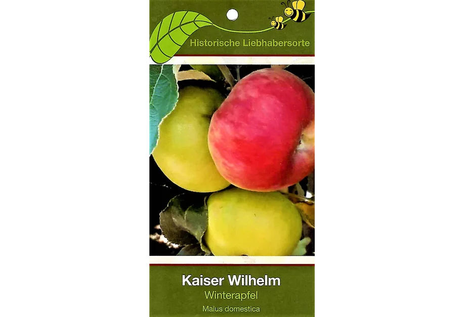 Apfel 'Kaiser Wilhelm' spät