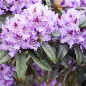 Rhododendron Hybr.&#39;Blue Peter&#39; II