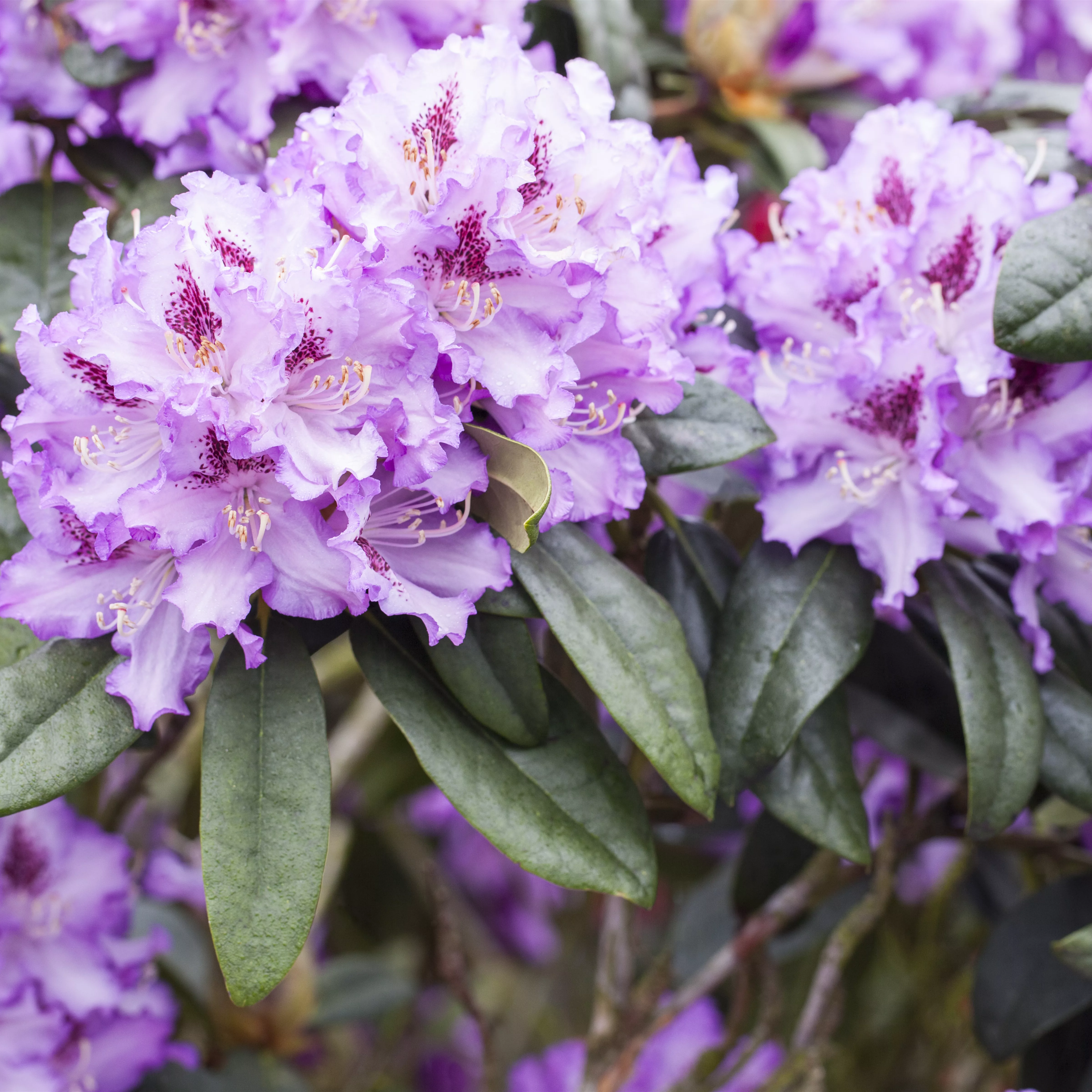 Rhododendron Hybr.'Blue Peter' II