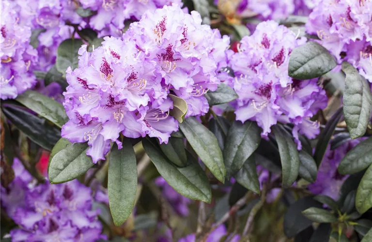 Rhododendron Hybr.'Blue Peter' II