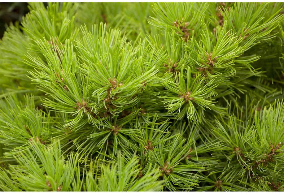 Pinus densiflora 'Low Glow', Japan.Strauchkiefer 'Low Glow