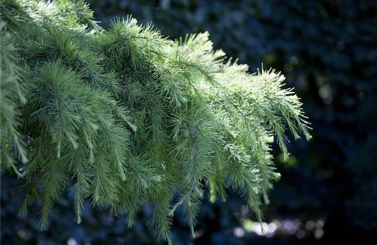 Cedrus libani Blue Fountain Hängende Libanonzeder Blaue Fontäne 