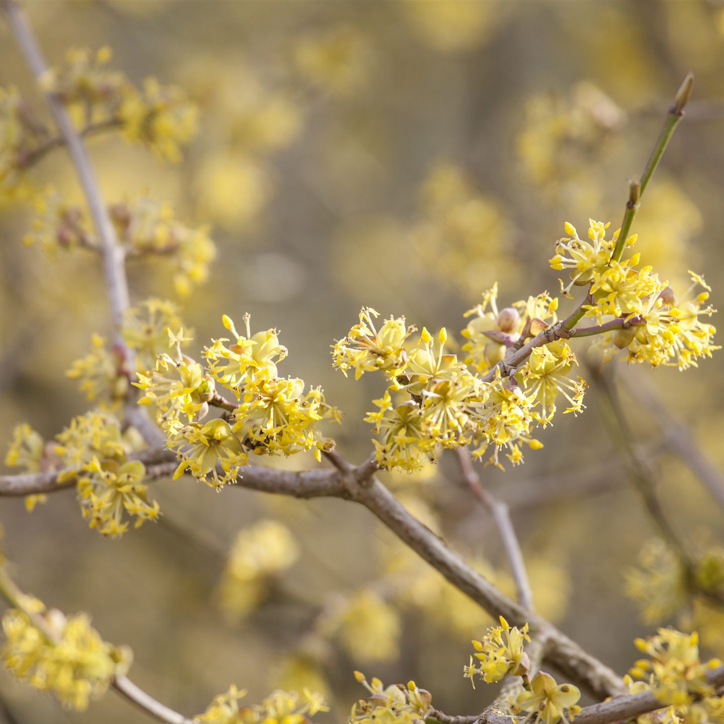 cornus mas sorten