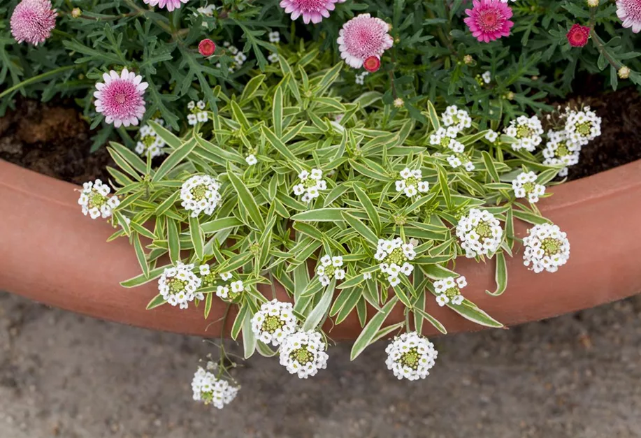 Iberis sempervirens 'Fischbeck', Immergrüne Schleifenblume