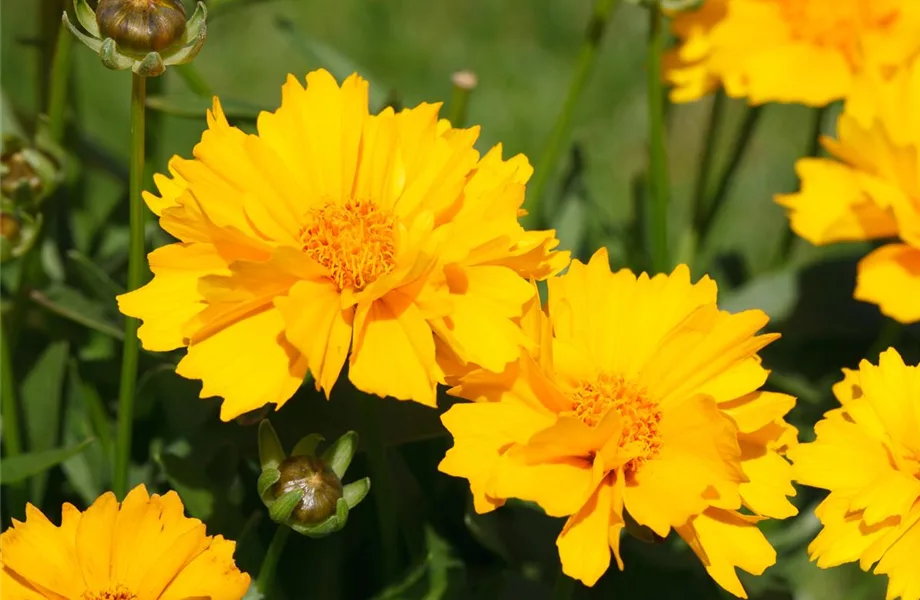 Die Sonne geht auf – Blumenbeet in Gelb und Orange