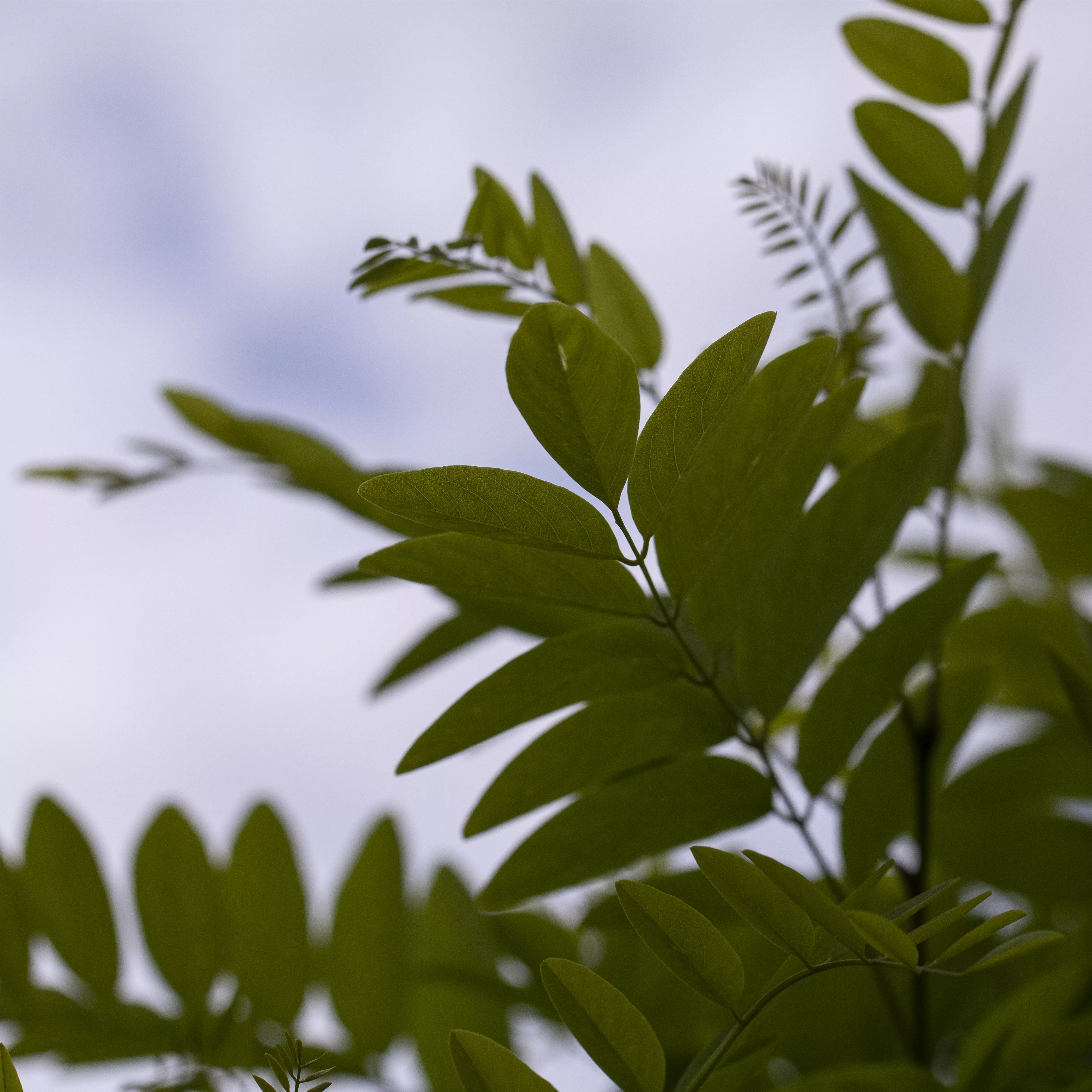 Robinia pseudoac.'Umbraculifera'
