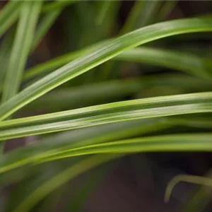 Carex oshim. EverColor &#39;Everlime&#39; -R-