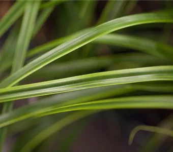 Carex oshim. EverColor 'Everlime' -R-