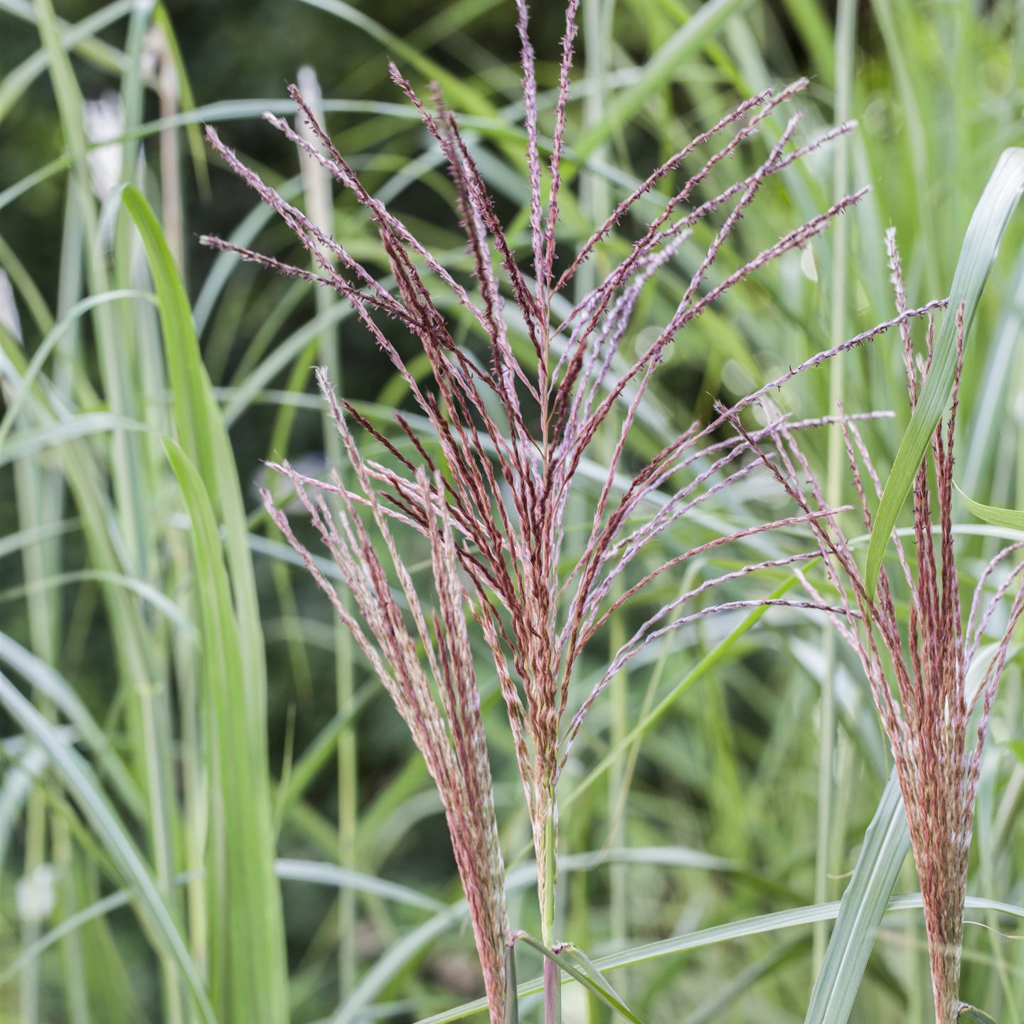 Miscanthus sinensis 'Aperitif'