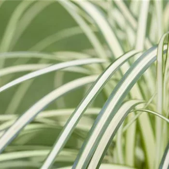 Carex – mehr als nur einfache Gräser