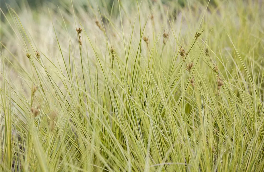 Carex – Weltenbummler und Anpassungskünstler