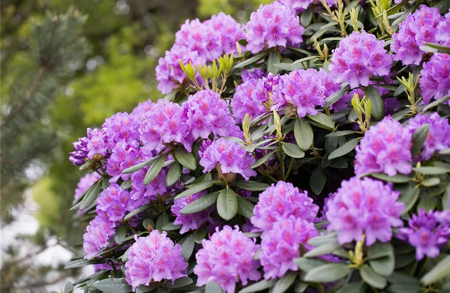 Der Rhododendron – der stilvolle Klassiker