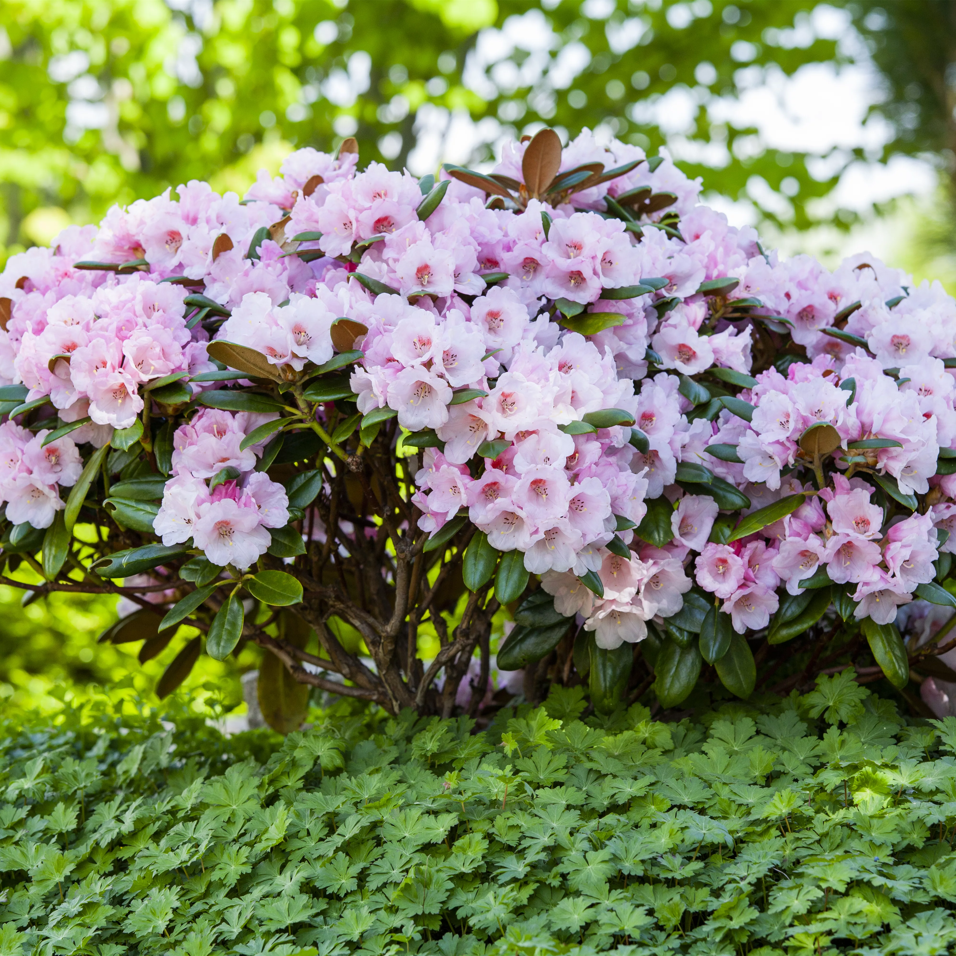 Der Rhododendron – der Strauch mit den prächtigen Blüten