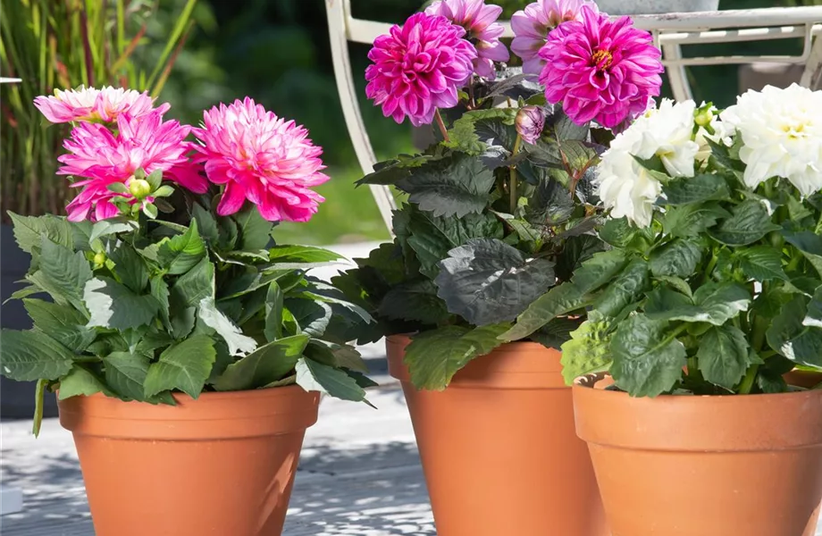 Bereit für den Sommer – Balkon und Garten blühen richtig auf
