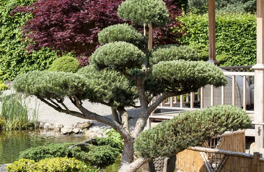 Ruhe und Erholung im japanischen Garten