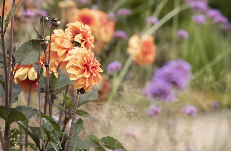 Dahlien – Blütenzauber im Sommer