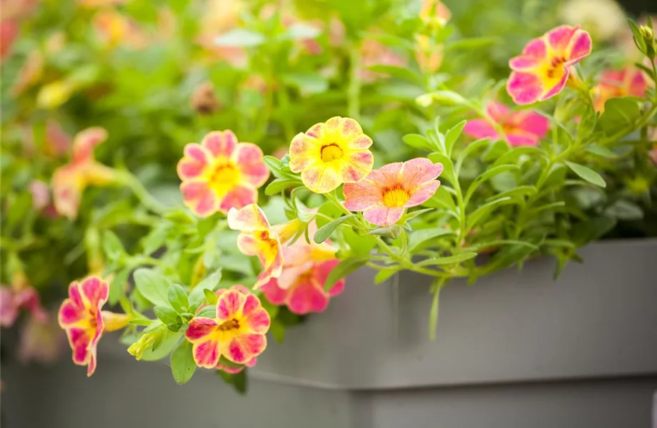 Dünger für Sommerblumen – der Extra-Kick für das Wachstum