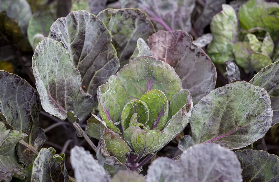 Gemüse für ungeduldige Gärtner: Sprinter im Gemüsebeet