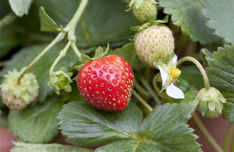 Die Erdbeere – die heimliche Nuss