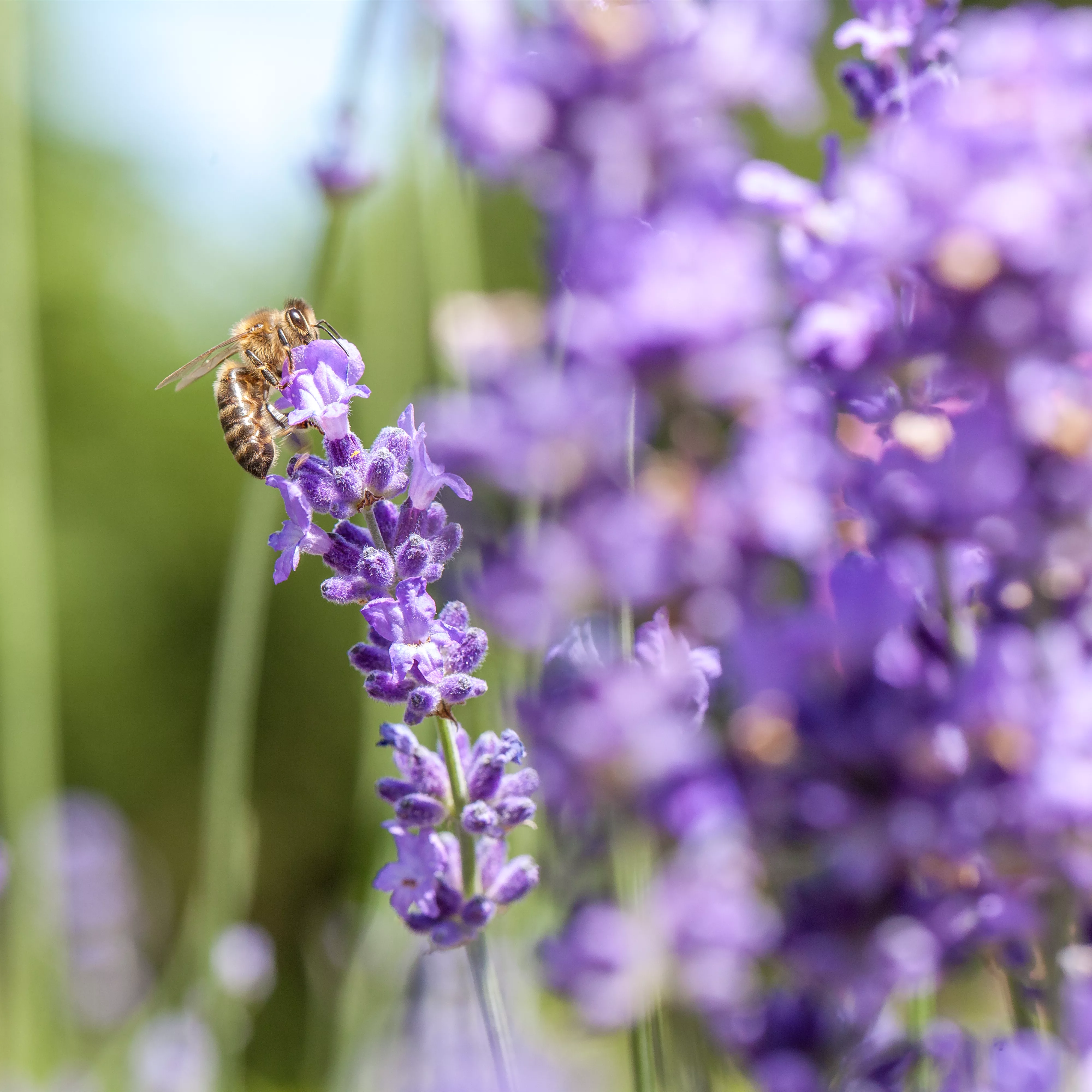 Bienenfreundliche Sommerblumen – ein Büffet für Biene und Co.