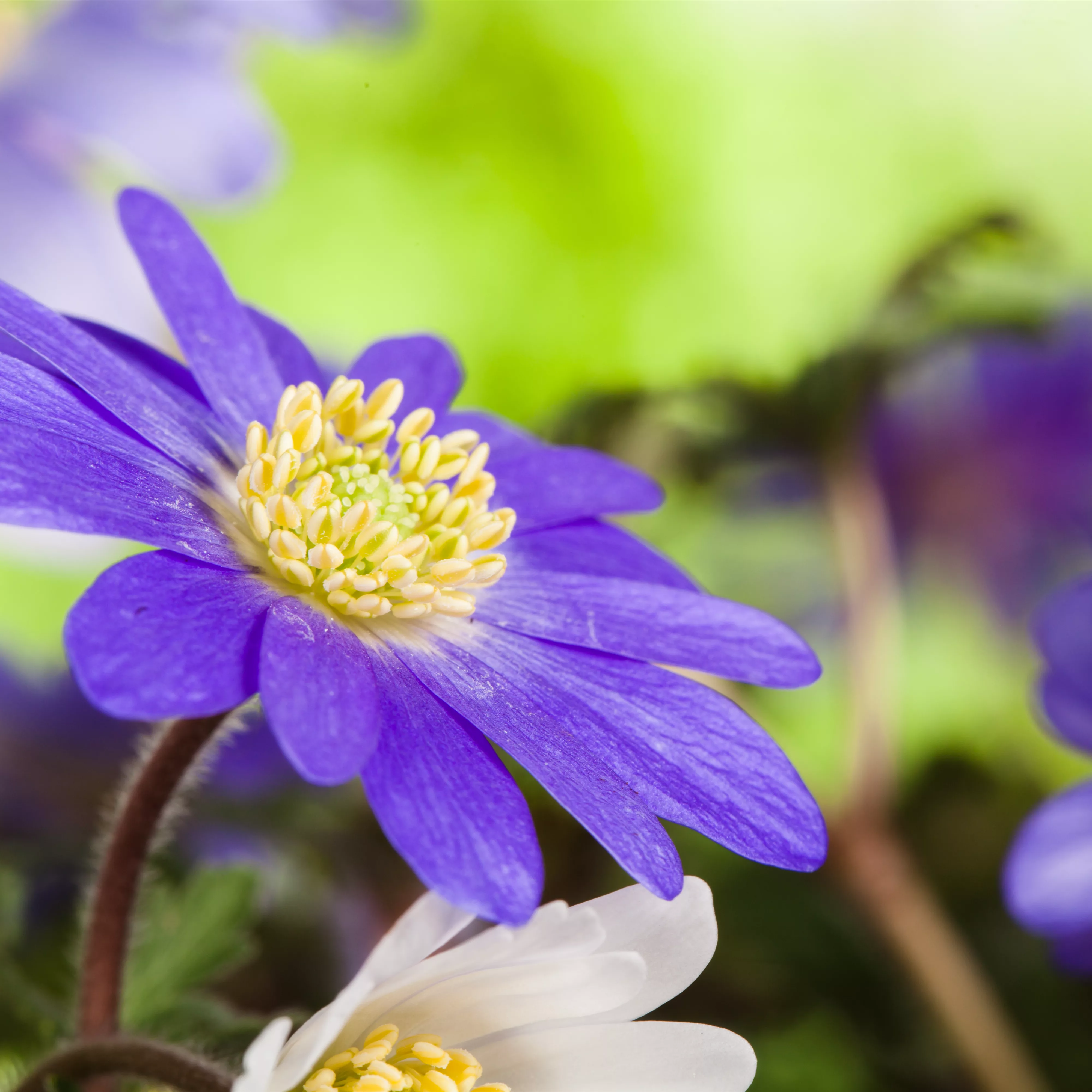 Anemonen bereichern Ihren Garten Pflanzenhof Plum